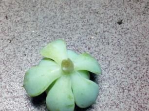  【浇水一定】多肉“茎腐病”怎么治？“1招”起死回生，比用药还管用！