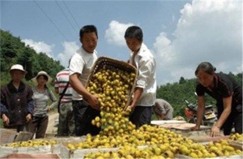 农民种植带刺的“它”，亩收60000元，以前却无人问津