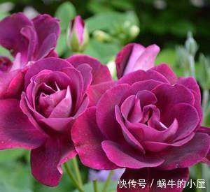  『值得』喜欢养护漂亮的花卉，就选择“3”种花卉，开花量大，值得拥有