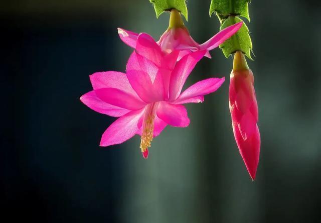  虎皮兰|5月开始，3种花需要“贱”养，浇水越勤，死得越快，你知道吗？