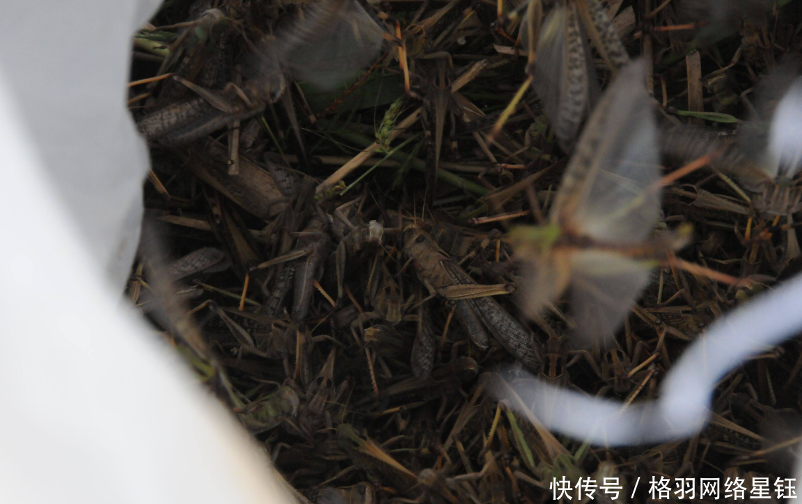  [庄稼]山东发生蝗灾，农民不但不难过还乐开了花抓蝗虫比种庄稼