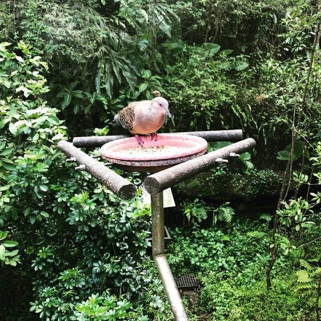 带娃看世界之台北-九份-花莲-台北七日游