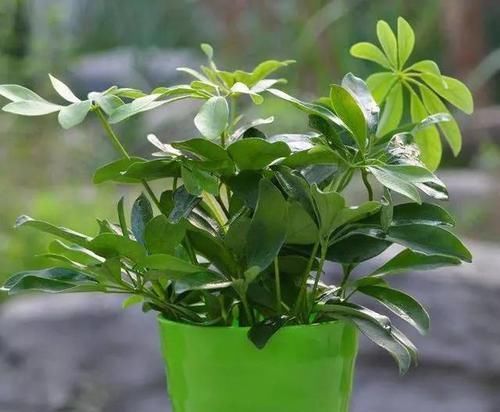  白根@鸭掌木繁殖“诀窍”，一根枝条一块“泡沫”半个月就能长“白根”