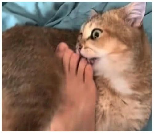  小伙■小伙给猫咪尝了尝臭脚，猫咪也是情商高先森，我先溜为敬
