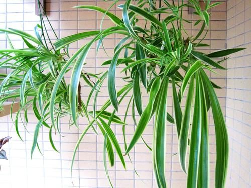 #植物#这几种好养的植物，随随便便就可以养得很好！