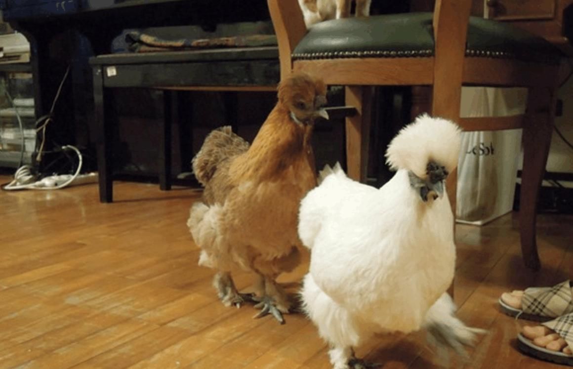  『主人』实验鸡差点安乐死, 获救后每天下蛋给主人吃