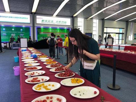  李新旭介绍|京津冀170余种番茄“打擂台”专家教你如何挑选西红柿