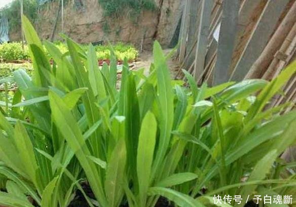  【蔬菜】秋天种4种蔬菜，好看又好吃，0技术要求，一长一大片！