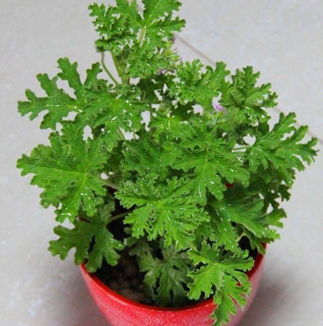 『植物』天暖养这3种花，青翠的叶片散发清香，装饰环境好还能驱蚊