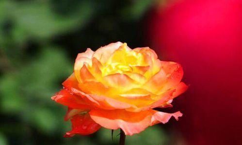  不妨：喜欢牡丹，不妨养“珍稀玫瑰”宠爱小姐，金蕊红衣，清奇美丽！