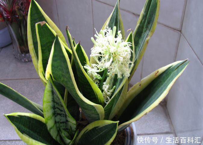 『缺一不可』卫生间里养什么花卉?此3种盆栽吸收异味效果赞,缺一不可!