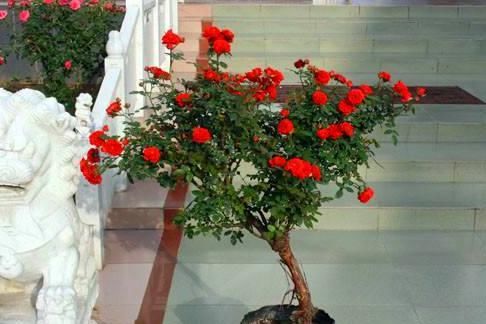  「花钱买」养这“3种花”，不用花钱买，只需摘一根枝，想养多少就养多少！