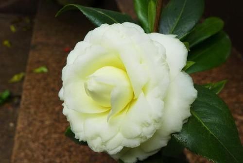 『亮眼』这款茶花“独一无二”,花色金黄亮眼,充满皇室气息,是花中极品