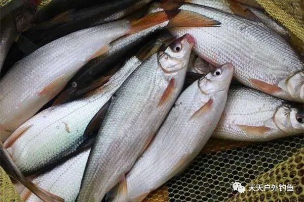  『关系』钓不到大鱼？跟调漂有极大关系，钓不同的鱼，要用不同的调漂方法