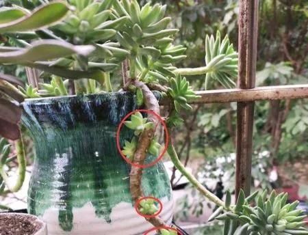  『千佛手的叶』多肉植物千佛手爆侧芽方法技巧