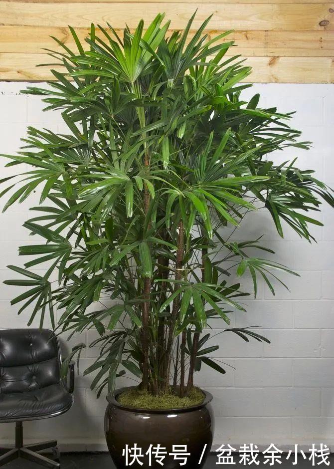 『室内』适合养小盆里的棕榈植物,具热带风情的棕竹,可增加室内氧气含量