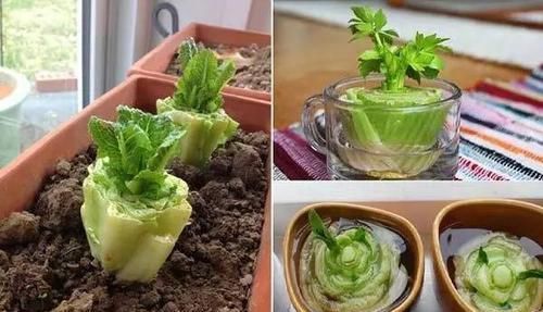  [散射光]厨房里的盆栽绿植园，绿色的生活有更加精彩