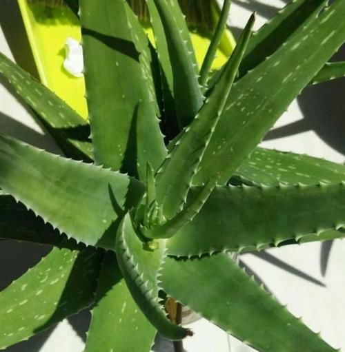  [时间]养芦荟做好几点，就像打了“催长素”，叶片厚，新叶多，长爆盆