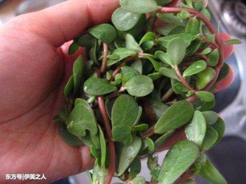 道路两边不起眼的它，睡前加啤酒，半月清零斑点，皮肤光鲜净白