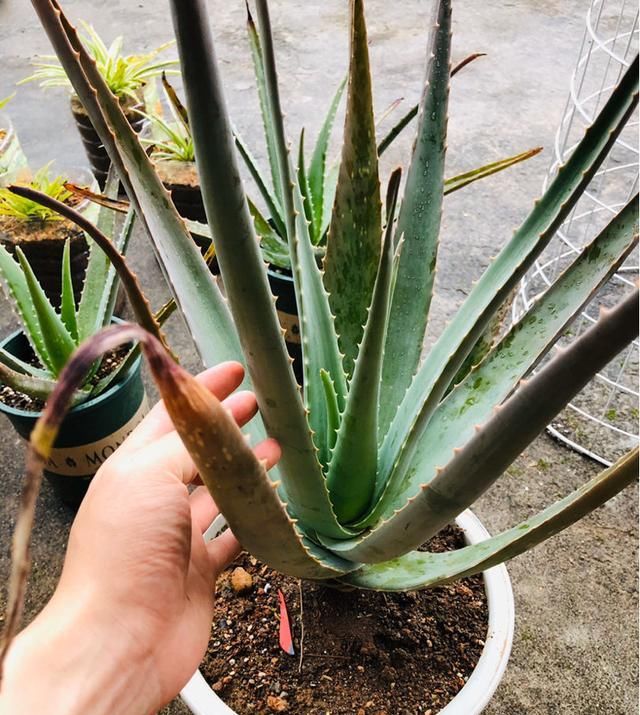  #种植#芦荟开花意味着什么?很多花友不知道!