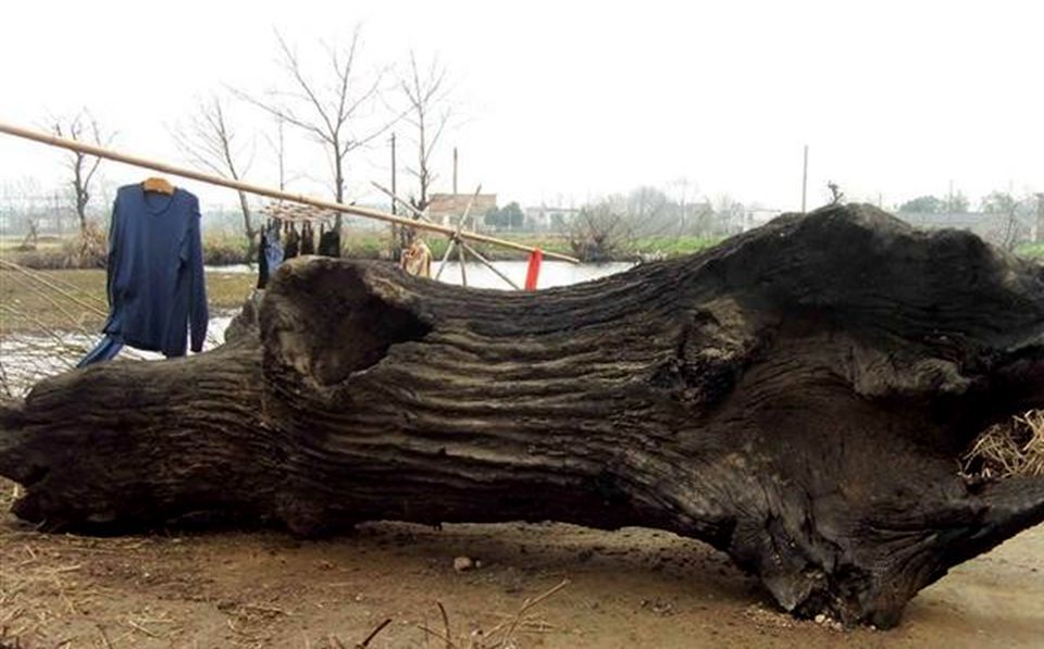  河道■农民河道挖出的乌木曾价值千万, 到底是什么木 为何现在无