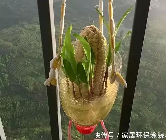  『玉米棒子』小清新的绿植盆栽，花生、玉米都能做！种子盆栽就是这么简单！