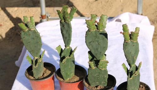  [层层]仙人掌嫁接令箭荷花很简单，掌握嫁接存活4秘笈，开花层层成花树