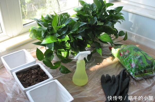 植物:家庭养绿萝,别忽视3点需求,不然想要枝叶长爆盆,难