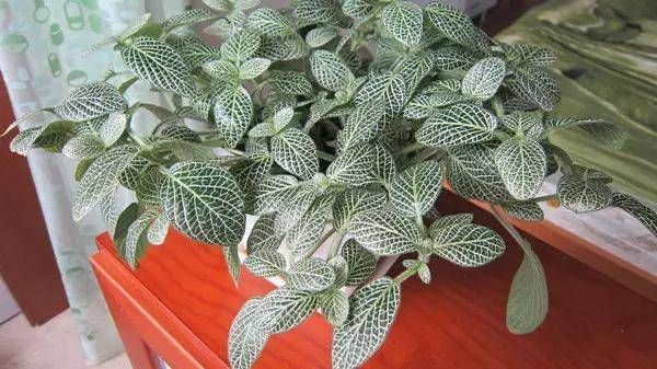 『外观很』怎样浇水都死不了的植物,新手们速度收藏起来