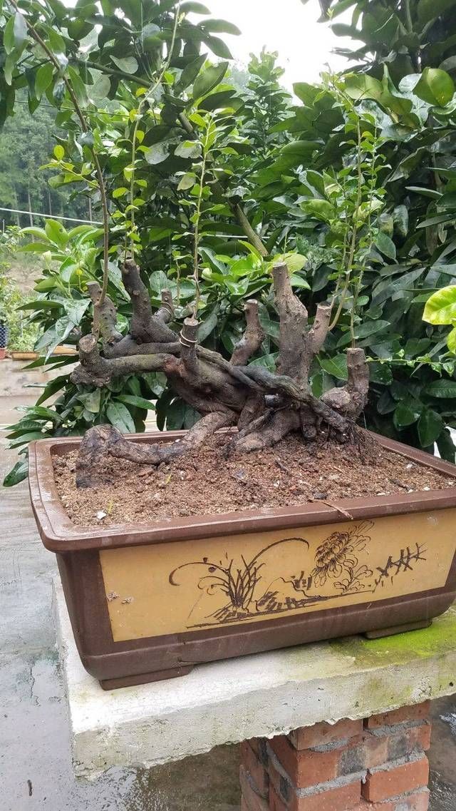『剪剪』一本丛林金弹子盆景长得好慢,好久才能成型,玩盆景就该有耐心