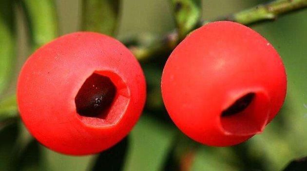 满枝■红豆杉这样浇水,叶色苍郁,红豆满枝!