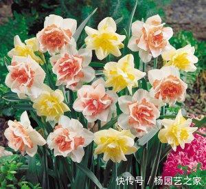 #重瓣矮牵牛#在家中养护以下3种花卉,花瓣层层叠叠,花期长,观赏性高的花卉