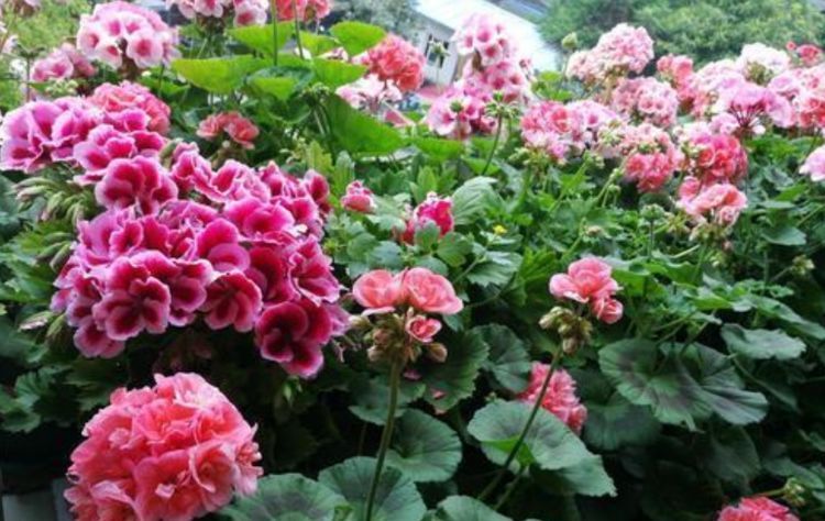 『美爆』这几种花,一开就美爆,沾土就活,好养又漂亮,阳台变成百花园!