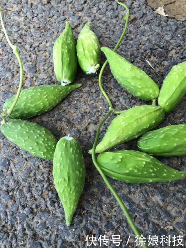  特别■它是野生的，孕妇特别爱吃，如今一斤60元，供不应求，种