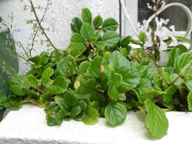  #孕育花朵#在室内也能轻松养开花的几种盆栽，哪一种才是你的最爱？?