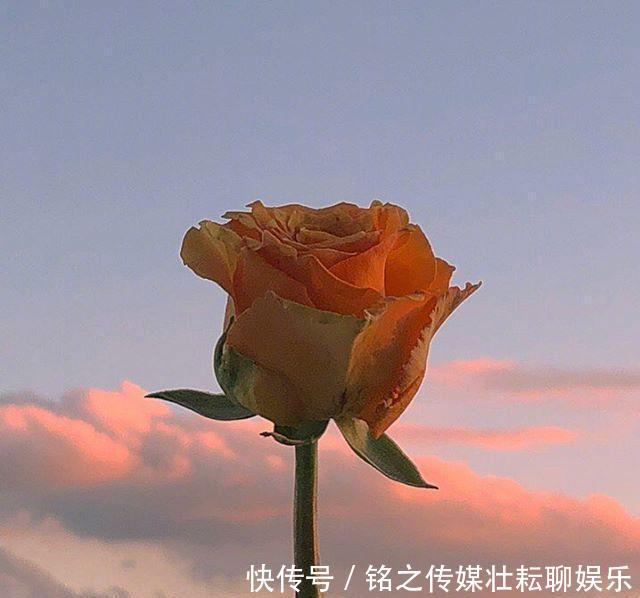 #好运#「晚安」再等等,花都开好了,你的好运也快来了