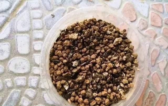  旺盛：花盆里放两种杂物，花很好，没有虫子，土壤也不结实，气势旺盛