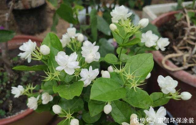 「对光照」这几种花最喜欢“晒太阳”,太阳正旺多晒晒,开花也能变多