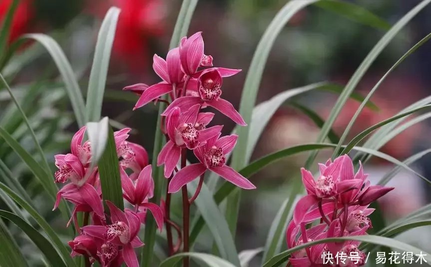  『生长期』兰花生长缓慢或停滞？莫急，也许是未到生长时