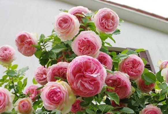  『花被』此花被称为“开花机器”，全年开花不断，花开繁盛惹人爱，美爆了