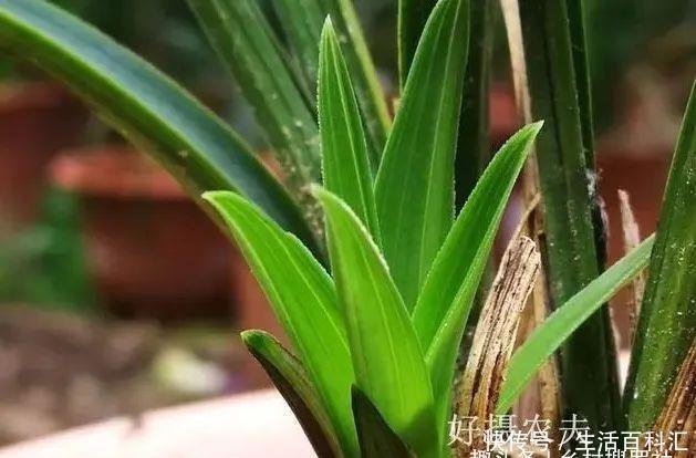  新芽@兰花种植技巧，新芽期的三大忌，犯了一个都会烂苗