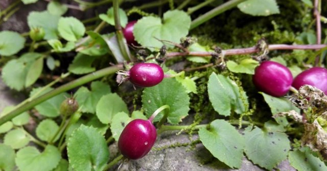  果实：农村一种果实似“茄子”的野草，路过请别踩踏到，因为太