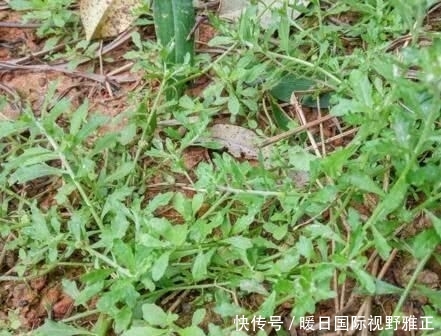 养花久■1种野草,人称“鹅不食”,农民砍了当柴烧,殊不知,能治咳喘