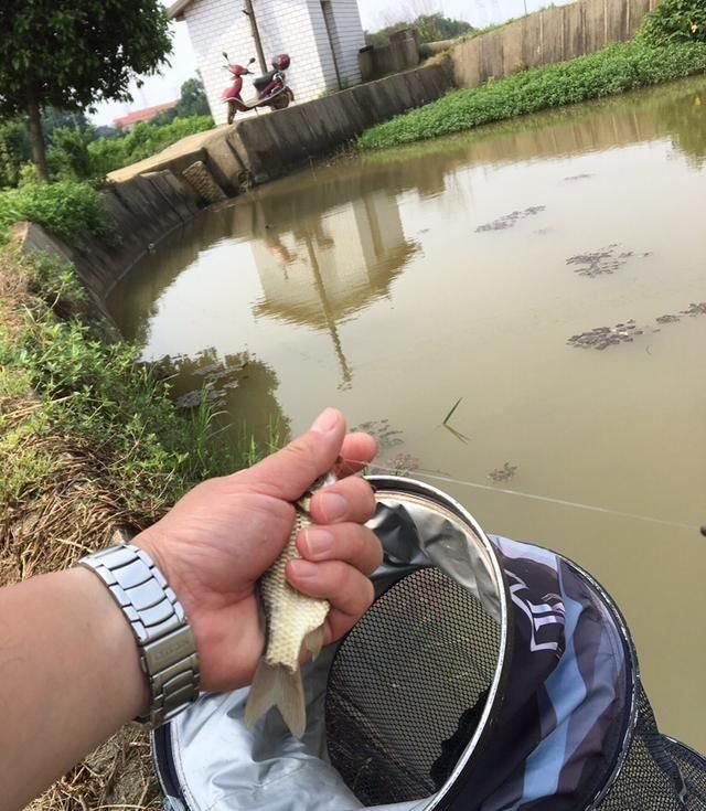  一小■秀一小拔鱼获，亲自动手钓上、剖洗、再黄焖