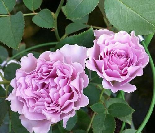 『开花真』谁说月光族就不配养花?这20种月季花月薪3000也能养
