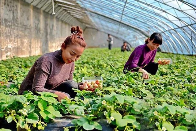 2019年下半年的农业补贴全了，农民好好看看，哪一项最适合你！