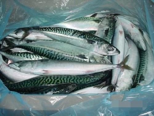  「种鱼」过年买鱼，就挑这3种鱼，人工养殖不了，吃着又香又放心