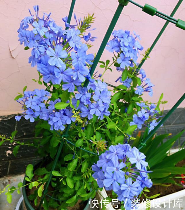 『蓝色』6种蓝色系的花,最适合夏天养,清凉又舒爽!