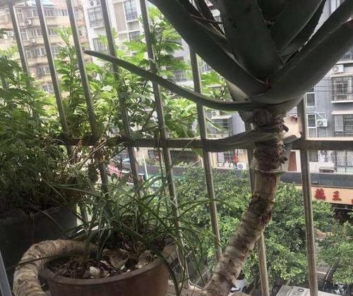  #金枝玉叶#老花匠在家这么做，10年芦荟成老桩，2年马齿觅养成’金枝玉叶’