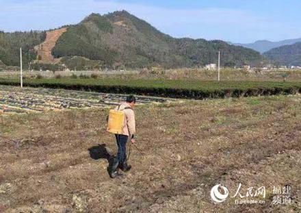  松懈|福建松溪战“疫”不松懈 农民春耕备耕忙